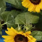 ヒメ日記 2025/06/21 12:29 投稿 上園（うえぞの） 鶯谷デッドボール