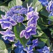 ヒメ日記 2025/06/30 07:49 投稿 上園（うえぞの） 鶯谷デッドボール