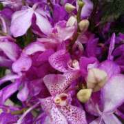 ヒメ日記 2025/07/12 19:49 投稿 上園（うえぞの） 鶯谷デッドボール