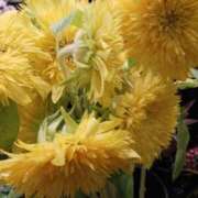 ヒメ日記 2025/08/08 14:29 投稿 上園（うえぞの） 鶯谷デッドボール