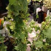 ヒメ日記 2025/08/12 09:59 投稿 上園（うえぞの） 鶯谷デッドボール