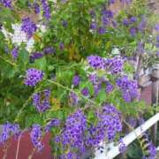 ヒメ日記 2025/09/25 23:29 投稿 上園（うえぞの） 鶯谷デッドボール