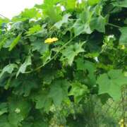 ヒメ日記 2025/10/13 17:49 投稿 上園（うえぞの） 鶯谷デッドボール