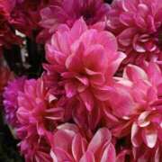 ヒメ日記 2025/10/18 17:53 投稿 上園（うえぞの） 鶯谷デッドボール