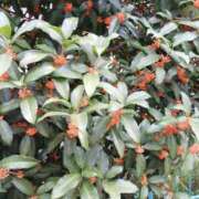 ヒメ日記 2025/10/25 20:25 投稿 上園（うえぞの） 鶯谷デッドボール