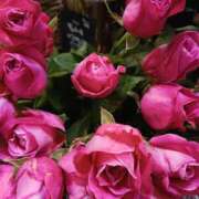 ヒメ日記 2025/10/26 19:59 投稿 上園（うえぞの） 鶯谷デッドボール