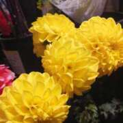 ヒメ日記 2025/11/02 17:09 投稿 上園（うえぞの） 鶯谷デッドボール