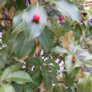 ヒメ日記 2025/11/04 19:39 投稿 上園（うえぞの） 鶯谷デッドボール