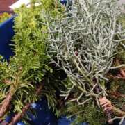 ヒメ日記 2025/12/06 14:59 投稿 上園（うえぞの） 鶯谷デッドボール