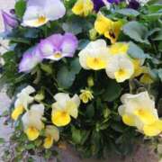 ヒメ日記 2026/01/23 18:19 投稿 上園（うえぞの） 鶯谷デッドボール