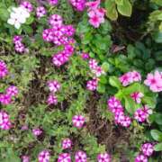 ヒメ日記 2026/02/13 21:39 投稿 上園（うえぞの） 鶯谷デッドボール