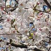 ヒメ日記 2026/04/04 20:19 投稿 上園（うえぞの） 鶯谷デッドボール