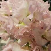 上園（うえぞの） 今日も貴方にありがとう❤️ 鶯谷デッドボール