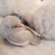 ヒメ日記 2025/07/30 14:09 投稿 日向　真由 タッチVIP