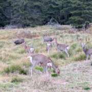 ヒメ日記 2025/10/09 15:00 投稿 日向　真由 タッチVIP