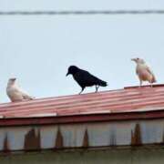 ヒメ日記 2025/12/07 15:03 投稿 日向　真由 タッチVIP