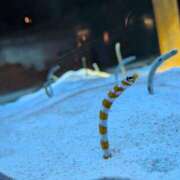 ヒメ日記 2025/12/27 10:57 投稿 日向　真由 タッチVIP