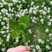 ヒメ日記 2025/12/31 09:03 投稿 日向　真由 タッチVIP