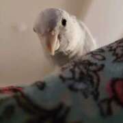 ヒメ日記 2026/01/02 10:03 投稿 日向　真由 タッチVIP