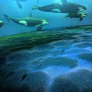 日向　真由 AOAO水族館🐧 タッチVIP