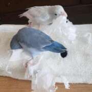 ヒメ日記 2026/01/22 05:18 投稿 日向　真由 タッチVIP