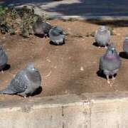 ヒメ日記 2026/01/24 13:42 投稿 日向　真由 タッチVIP