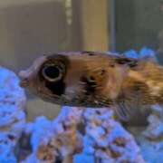 ヒメ日記 2026/02/01 12:48 投稿 日向　真由 タッチVIP