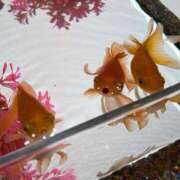 ヒメ日記 2026/02/07 14:33 投稿 日向　真由 タッチVIP