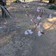 ヒメ日記 2026/02/11 11:57 投稿 日向　真由 タッチVIP