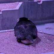 ヒメ日記 2026/02/26 16:03 投稿 日向　真由 タッチVIP