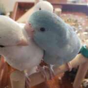 ヒメ日記 2026/04/18 14:18 投稿 日向　真由 タッチVIP