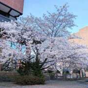 ヒメ日記 2026/04/23 01:33 投稿 日向　真由 タッチVIP