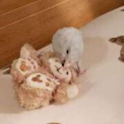 ヒメ日記 2026/08/23 11:36 投稿 日向　真由 タッチVIP