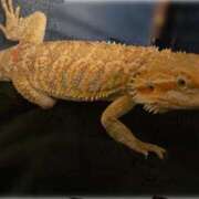 ヒメ日記 2025/03/07 07:13 投稿 藤咲　凛 タッチVIP