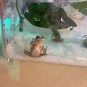 ヒメ日記 2025/03/23 19:33 投稿 藤咲　凛 タッチVIP