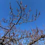 ヒメ日記 2025/04/21 16:03 投稿 星崎　京子 タッチVIP