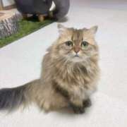 ヒメ日記 2025/05/30 13:39 投稿 志乃 熟女の風俗最終章 横浜本店