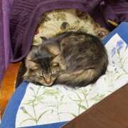 ヒメ日記 2025/12/14 21:14 投稿 志乃 熟女の風俗最終章 横浜本店