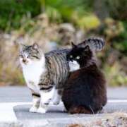 志乃 出勤します 熟女の風俗最終章 横浜本店