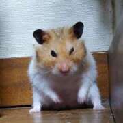 ヒメ日記 2025/09/02 19:02 投稿 紗世 神戸回春性感マッサージ倶楽部