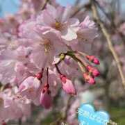 ヒメ日記 2025/04/09 01:01 投稿 ましろ 完熟ばなな 上野店