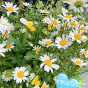 ヒメ日記 2025/05/09 15:20 投稿 ましろ 完熟ばなな 上野店