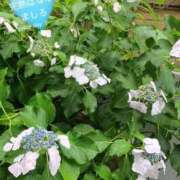 ヒメ日記 2025/06/03 13:31 投稿 ましろ 完熟ばなな 上野店