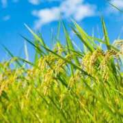 ヒメ日記 2025/09/17 11:15 投稿 まい ぽちゃ巨乳専門　新大久保・新宿歌舞伎町ちゃんこ