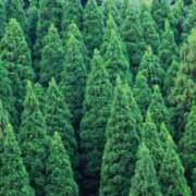 まい みなさん、花粉は大丈夫ですか？ ぽちゃ巨乳専門　新大久保・新宿歌舞伎町ちゃんこ