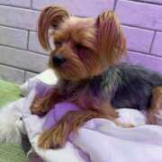 ヒメ日記 2025/01/15 18:16 投稿 みるく Lolipop（ロリポップ）