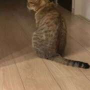 ヒメ日記 2025/02/15 14:26 投稿 みるく Lolipop（ロリポップ）