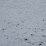 ヒメ日記 2025/03/03 10:46 投稿 みるく Lolipop（ロリポップ）