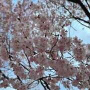 ヒメ日記 2025/03/30 15:46 投稿 みるく Lolipop（ロリポップ）