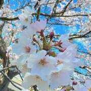 ヒメ日記 2025/04/09 20:06 投稿 みるく Lolipop（ロリポップ）